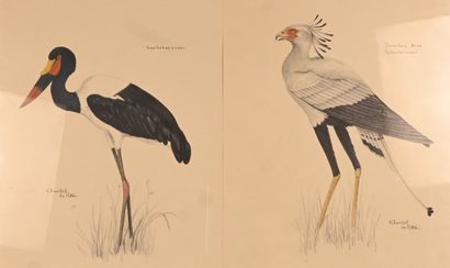 Bird drawings (2) - signed Chantal De Potter...