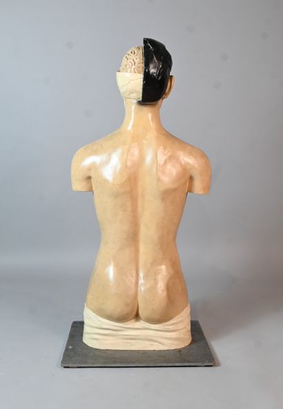 Didactic human anatomical model in plaster...
