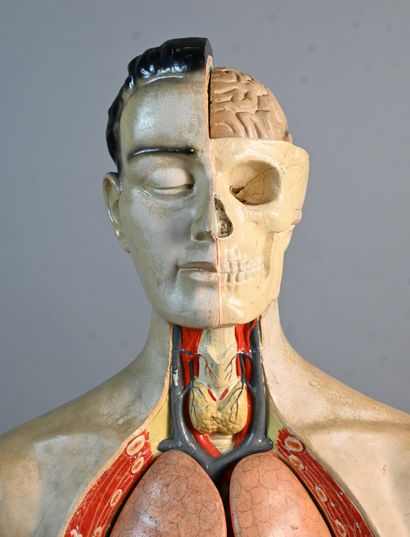 Didactic human anatomical model in plaster...