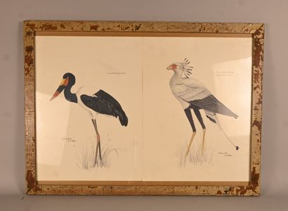 Bird drawings (2) - signed Chantal De Potter...