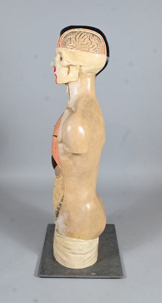 Didactic human anatomical model in plaster...