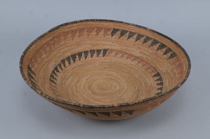 Large Tutsi 