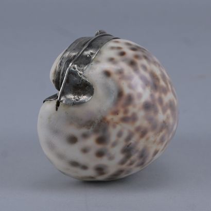 Tabatière en coquillage de porcelaine (Cypraea...
