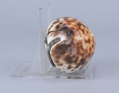 Tabatière écossaise en coquillage de porcelaine...