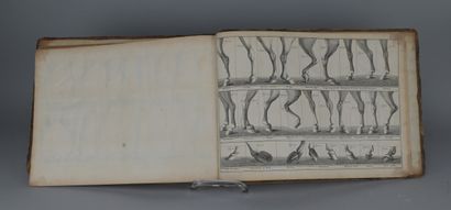 Eisenberg – The Art of Riding – 1759

Friedrich...