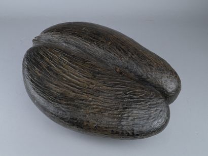 Coco de mer des Seychelles

Grand fruit séché...
