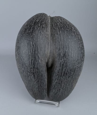 Coco de mer des Seychelles

Grand fruit séché...
