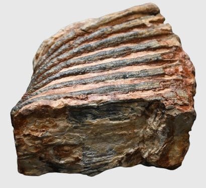 Fossilized Mammoth Molar

A fossilized mammoth...