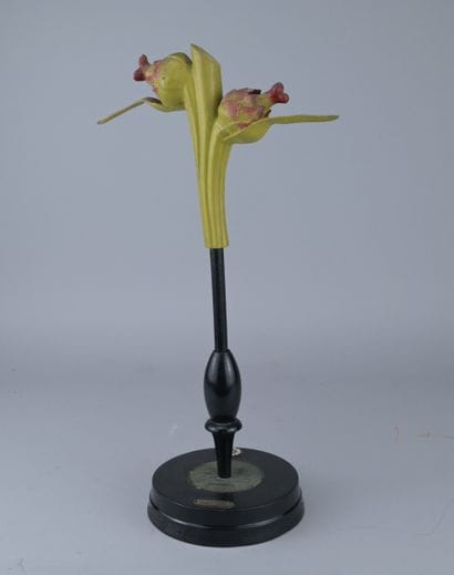 Brendel Educational Botanical Model “Trifolium,”...