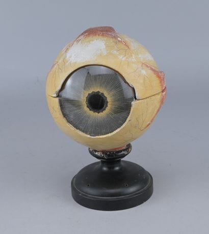 Anatomical Model of the Eye, circa 1900

An...