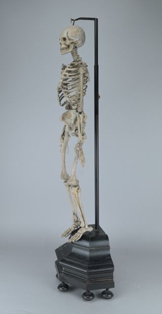 Articulated Anatomical Skeleton Made of Wood,...