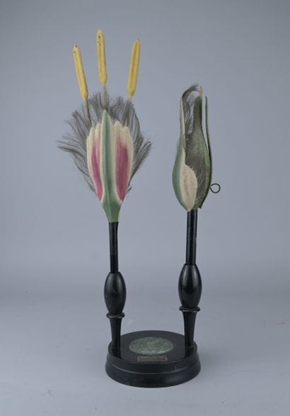 Brendel Educational Botanical Model “Salix...