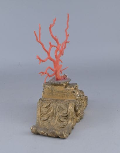 Mediterranean Red Coral on a Wooden Base

A...