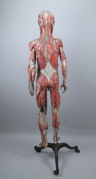 Dr. Auzoux Human Anatomical Model, 19th Century

A...