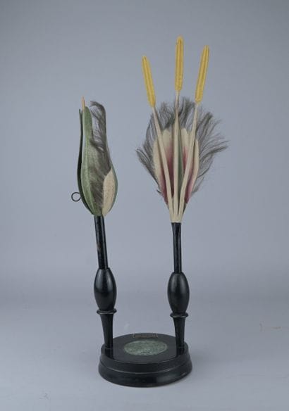 Brendel Educational Botanical Model “Salix...