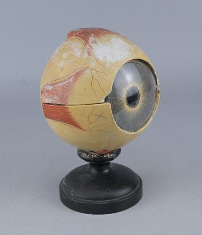 Anatomical Model of the Eye, circa 1900

An...