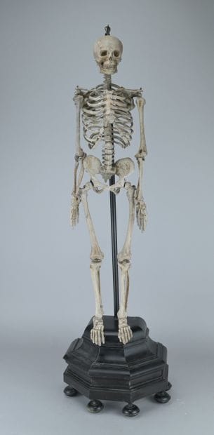 Articulated Anatomical Skeleton Made of Wood,...