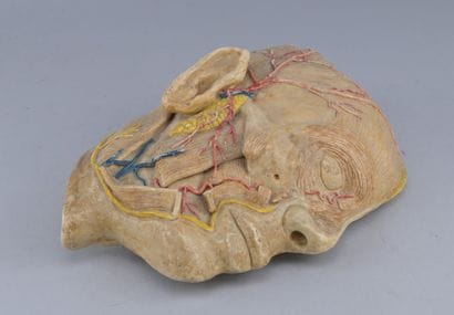 Educational Anatomical Model of a Human Half-Head

Educational...