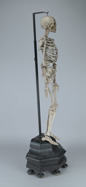 Articulated Anatomical Skeleton Made of Wood,...