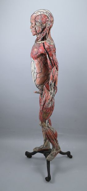Dr. Auzoux Human Anatomical Model, 19th Century

A...
