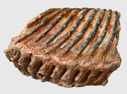 Fossilized Mammoth Molar

A fossilized mammoth...