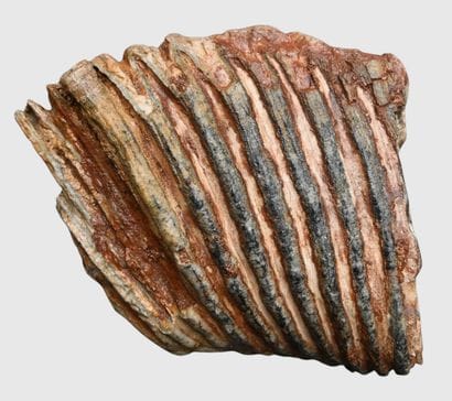 Fossilized Mammoth Molar

A fossilized mammoth...