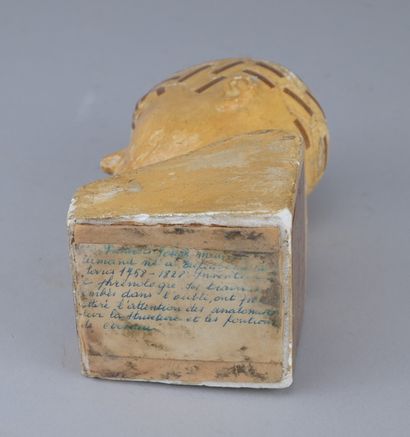 Educational phrenological plaster bust, early...