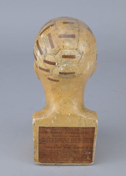 Educational phrenological plaster bust, early...