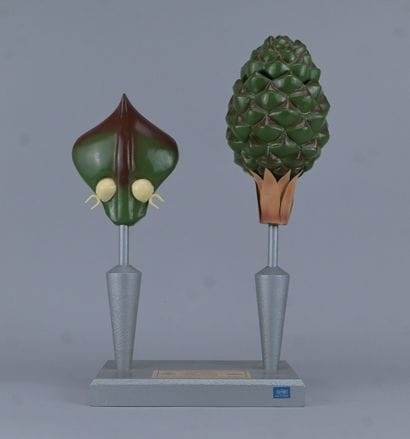 PHYWE Educational Botanical Model Based on...
