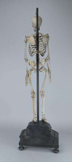 Articulated Anatomical Skeleton Made of Wood,...
