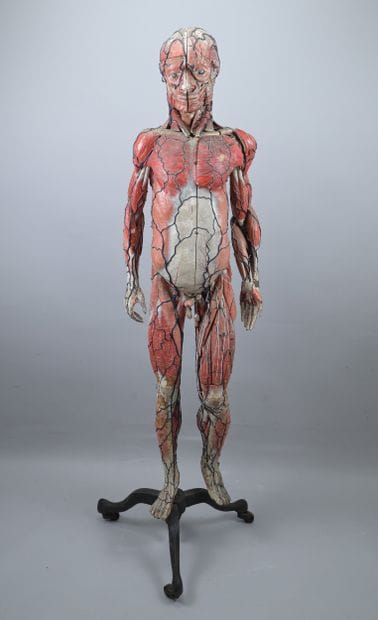 Dr. Auzoux Human Anatomical Model, 19th Century

A...