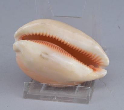 Natural Callistocypraea aurantium Shell

A...