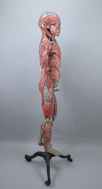 Dr. Auzoux Human Anatomical Model, 19th Century

A...