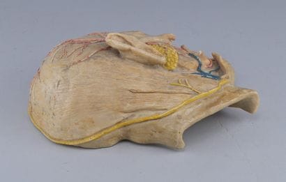 Educational Anatomical Model of a Human Half-Head

Educational...