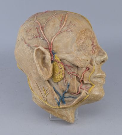 Educational Anatomical Model of a Human Half-Head

Educational...