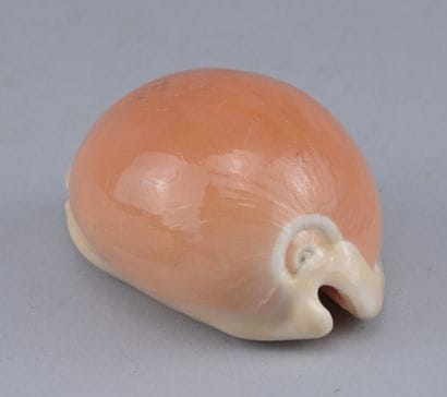 Natural Callistocypraea aurantium Shell

A...