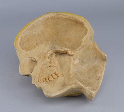 Educational Anatomical Model of a Human Half-Head

Educational...