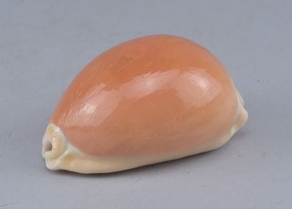 Natural Callistocypraea aurantium Shell

A...