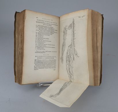 Thomas Bartholin, *Anatomia Reformata*, 1651

Early...
