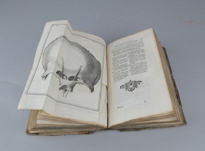 Palfin and Petit, Surgical Anatomy, 1753

A...