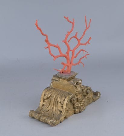 Mediterranean Red Coral on a Wooden Base

A...
