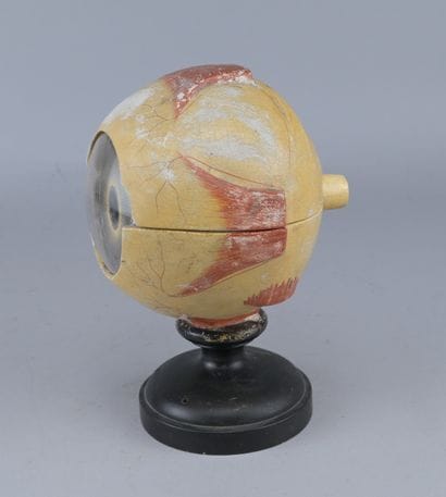 Anatomical Model of the Eye, circa 1900

An...