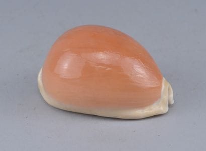 Natural Callistocypraea aurantium Shell

A...