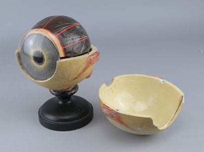 Anatomical Model of the Eye, circa 1900

An...