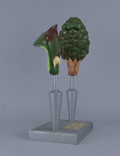 PHYWE Educational Botanical Model Based on...
