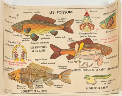 Ensemble de quatre cartes scolaires recto-verso...