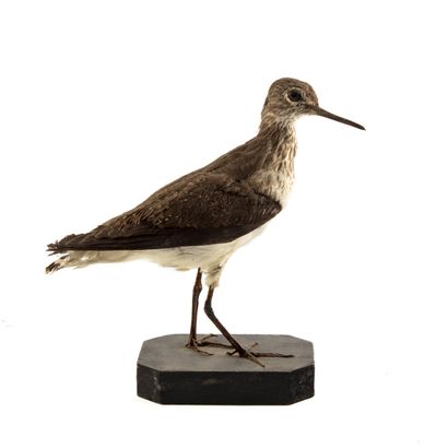 Chevalier guignette (Actitis hypoleucos)...