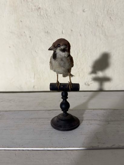 Moineau friquet (Passer montanus) (CE):
spécimen...