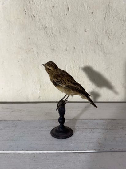 Tarier des prés (Saxicola rubetra) (CE):
spécimen...