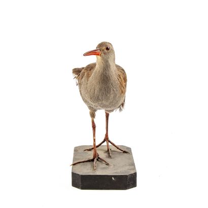 Râle d'eau (Rallus aquaticus) (CH):
spécimen...